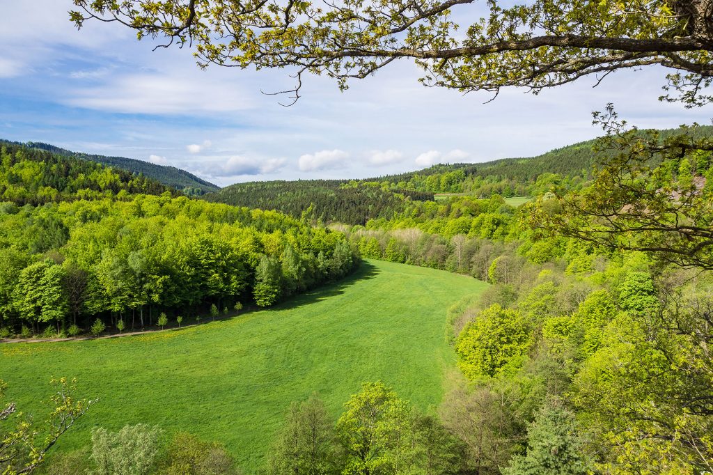 Blick auf die Landauer Umgebung mit Wald und Wiese