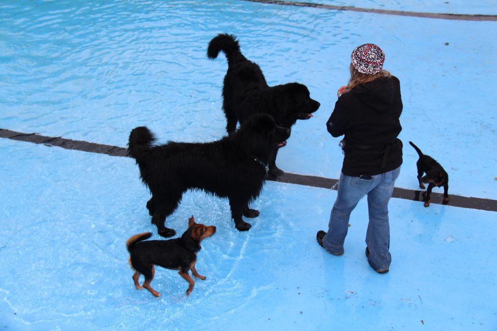 Hundeschwimmen im Freibad Landau